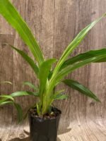 Zygopetalum Artur Elle ‘Tombstone’ (4” Pot) - Image 6
