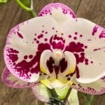 Double Spike Rare Phalaenopsis Shulong (4.5" Pot)