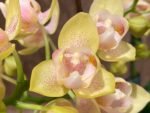 Double Spikes Phalaenopsis Sogo Ginger Glam Peloric (4" pot)