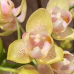 Double Spikes Phalaenopsis Sogo Ginger Glam Peloric (4" pot)