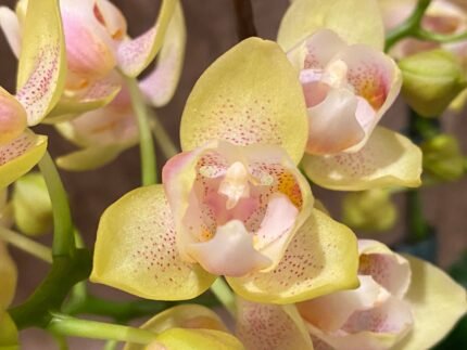 Double Spikes Phalaenopsis Sogo Ginger Glam Peloric (4" pot)