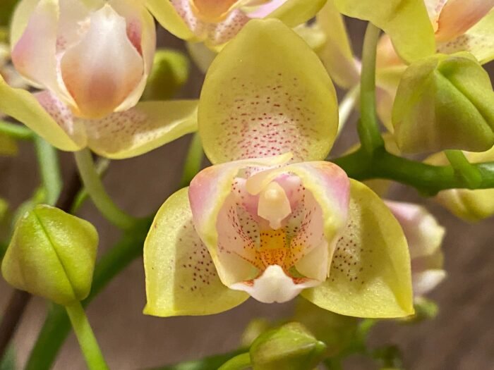 Double Spikes Phalaenopsis Sogo Ginger Glam Peloric (4" pot) - Image 2