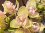 Double Spikes Phalaenopsis Sogo Ginger Glam Peloric (4" pot) - Image 3