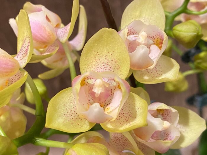 Double Spikes Phalaenopsis Sogo Ginger Glam Peloric (4" pot) - Image 3