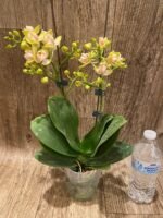 Double Spikes Phalaenopsis Sogo Ginger Glam Peloric (4" pot) - Image 6