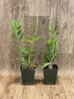 In Spike - Epidendrum (Sun Valley x Pacific Girl) x self (3.5” pot) - Image 2
