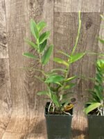 In Spike - Epidendrum (Sun Valley x Pacific Girl) x self (3.5” pot) - Image 4
