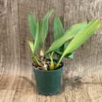 Bulbophyllum Lion King × annandalei (3.5” pot)