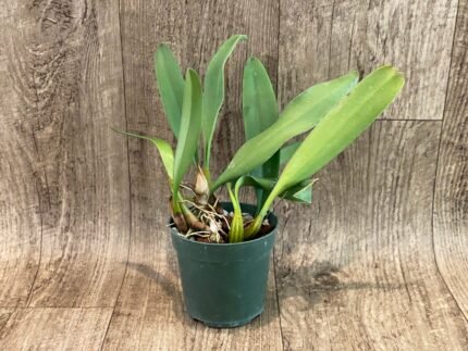 Bulbophyllum Lion King × annandalei (3.5” pot)
