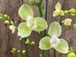 Double Spikes Phalaenopsis Taida Smile "Peloric" (4.5" pot) - Image 2
