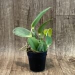 C walkeriana v semi-alba ‘Pink Lip' x 'HR Snow Queen' (2” pot)