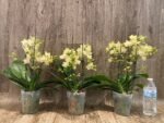 Triple Spikes Phalaenopsis Sogo Ginger Glam (4" pot) - Image 4