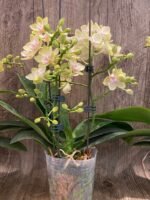 Triple Spikes Phalaenopsis Sogo Ginger Glam (4" pot) - Image 7