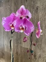 In Spike Phalaenopsis Large Dtps. OX King x Phal. Fuller’s Purple Queen XL Flowers (4.5" Pot) - Image 6