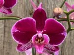 Huge 10 Spikes Phalaenopsis I-Hsin Romantic Poem 3F tall after main spikes bended (5.5" Pot) - Image 2