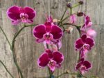 Huge 10 Spikes Phalaenopsis I-Hsin Romantic Poem 3F tall after main spikes bended (5.5" Pot) - Image 3