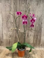 Huge 10 Spikes Phalaenopsis I-Hsin Romantic Poem 3F tall after main spikes bended (5.5" Pot) - Image 8