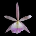 Brassavola nodosa x C. Summer Spot (2.5" pot)