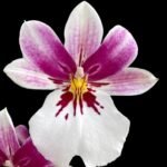 Double Spikes Miltoniopsis Princess Diana ‘HOF’ (3.5" pot)