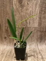 In Buds Bl. Yellow Bird (Richard Mueller 4N × B. nodosa 4N) (2.5” pot) - Image 2