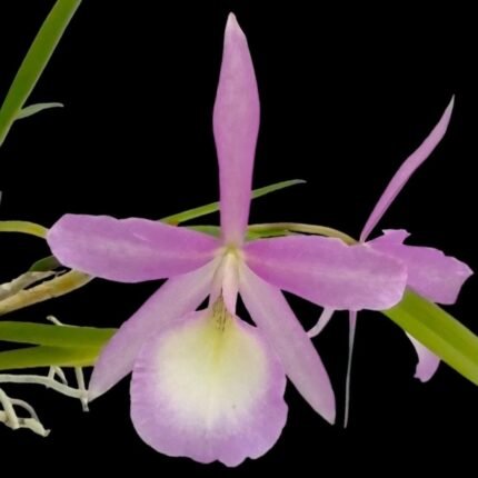 In Buds Brassocattleya Bc. Elizabeth 4N (B. nodosa 4N x C. skinneri 4N) (2.5" pot)
