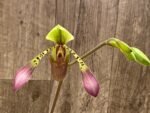 In Bloom - Paph. lowii ‘Star Trek’ AQ/AOS x self (3.5” pot) - Image 3