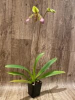 In Bloom - Paph. lowii ‘Star Trek’ AQ/AOS x self (3.5” pot) - Image 4