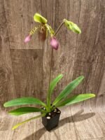 In Bloom - Paph. lowii ‘Star Trek’ AQ/AOS x self (3.5” pot) - Image 5