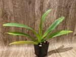In Bloom - Paph. lowii ‘Star Trek’ AQ/AOS x self (3.5” pot) - Image 6