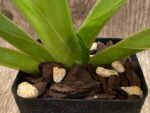 In Bloom - Paph. lowii ‘Star Trek’ AQ/AOS x self (3.5” pot) - Image 7
