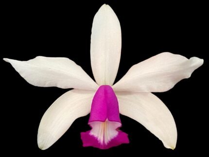Fragrant Cattleya violacea semi-alba × sib Compact (5” pot)