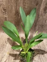 In Spike Oncidium Warm Memories  “Wild Fire” (3.5” pot) - Image 3