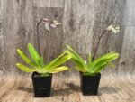 IN SPIKE Paphiopedilum phillipinense (‘Tokyo Dark’ x ‘Taiwan Twister’) (3.5” pot) - Image 2
