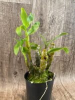 Dendrobium Tianmu Canary (4” pot) - Image 6