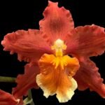 IN SPIKE - Oncidium Pacific Panache ‘Fireside Fever’ (3.5” Pot)