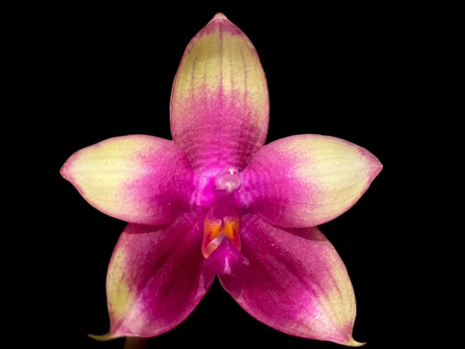 il_fullxfull.5980498811_i1fo.jpg In Spike Fragrant Phalaenopsis Meidarland Kaiulani (3” pot) - Image 1