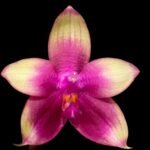 Fragrant - Phalaenopsis Meidarland Kaiulani (3” Pot)