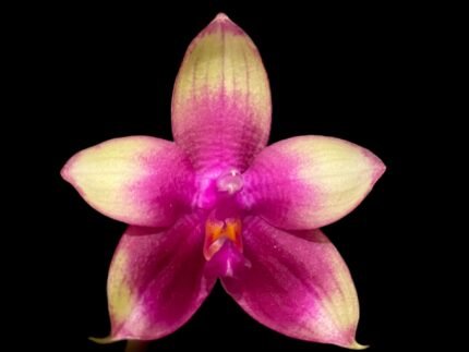 Fragrant - Phalaenopsis Meidarland Kaiulani (3” Pot)