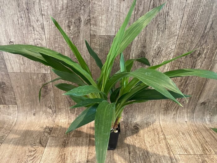 Zygopetalum mackayi x Zygopetalum Debbie de Mello ‘Honolulu Baby’ (BS, 3.5" pot) - Image 3