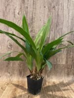 Zygopetalum mackayi x Zygopetalum Debbie de Mello ‘Honolulu Baby’ (BS, 3.5" pot) - Image 4