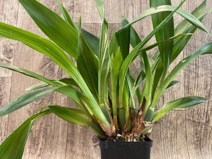 Zygonisia Cynosure ‘Blue Birds’ x Zygopetalum Kiwi Geyser (BS, 3.5" pot) - Image 2