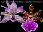 Zygonisia Cynosure ‘Blue Birds’ x Zygopetalum Kiwi Geyser (BS, 3.5" pot)