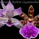 Zygonisia Cynosure ‘Blue Birds’ x Zygopetalum Kiwi Geyser (BS, 3.5" pot)