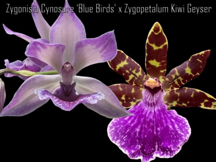 Zygonisia Cynosure ‘Blue Birds’ x Zygopetalum Kiwi Geyser (BS, 3.5" pot) - Image 1