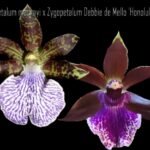 Zygopetalum mackayi x Zygopetalum Debbie de Mello ‘Honolulu Baby’ (BS, 3.5" pot)