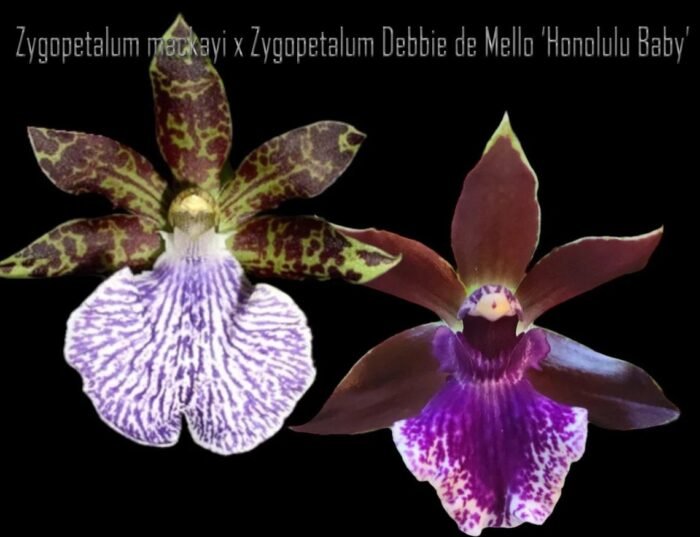 Zygopetalum mackayi x Zygopetalum Debbie de Mello ‘Honolulu Baby’ (BS, 3.5" pot) - Image 1
