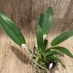 C. warscrewiczii x C. violacea (3.5” pot)