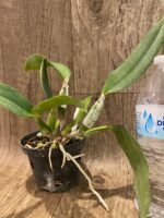 FRAGRANT Walkeriana Semi Alba 'Kenny' FCC/AOS (3.5" pot) - Image 2