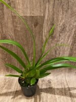 In Spike - Phragmipedium Tale Olson with 3 new growths (4.5” pot) - Image 2