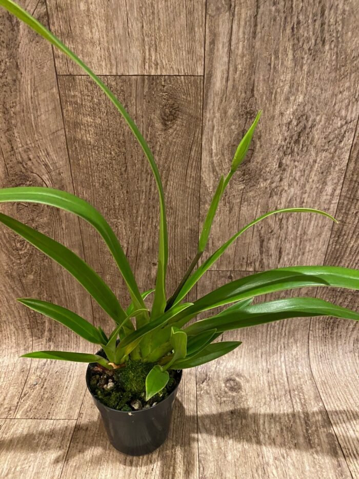 In Spike - Phragmipedium Tale Olson with 3 new growths (4.5” pot) - Image 2